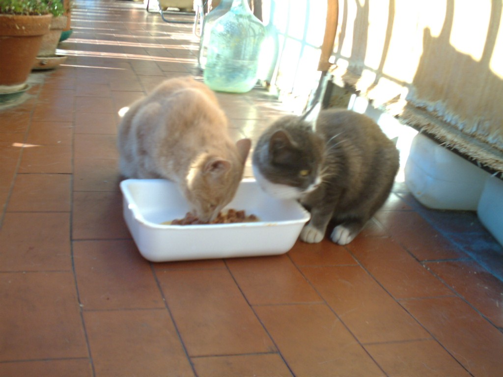 Gatti